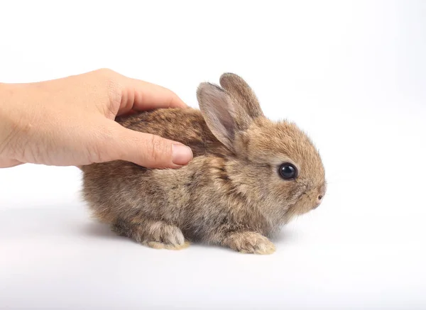 Piccolo Coniglio Adorabile Sfondo Bianco Giovane Coniglietto Carino Molti Azione — Foto Stock