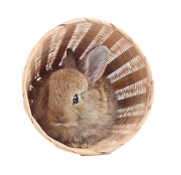 Little Adorable Rabbit Rattan Basket White Background Young Cute Bunny — Stock Photo, Image