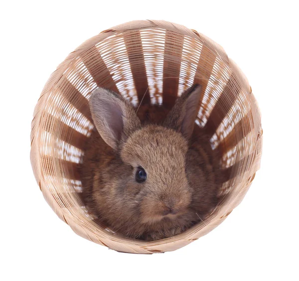 Little Adorable Rabbit Rattan Basket White Background Young Cute Bunny — Stock Photo, Image