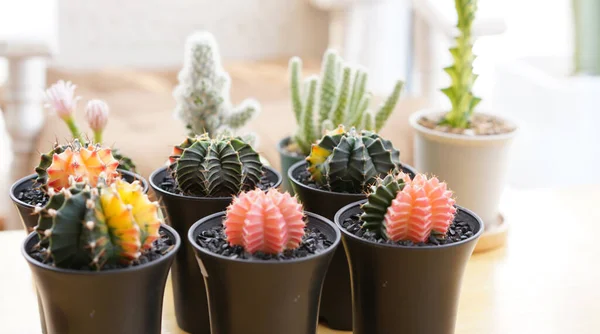 Beaucoup Petits Cactus Pot Boîte Plantés Intérieur Près Fenêtre Cactus — Photo
