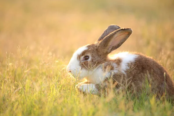 Rabbit Green Field Farm Way Lovely Lively Bunny Nature Happiness — Foto de Stock