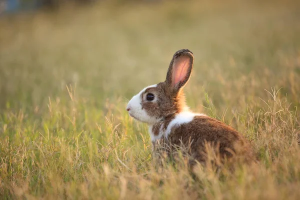 Rabbit Green Field Farm Way Lovely Lively Bunny Nature Happiness — Fotografia de Stock