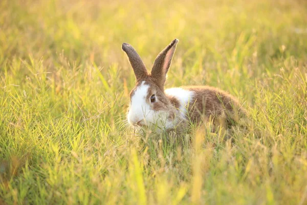 Кролик Зеленому Полі Фермі Прекрасний Жвавий Кролик Природі Щастям Заєць — стокове фото