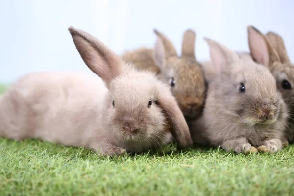 Mignon Petit Lapin Sur Herbe Verte Avec Bokeh Naturel Comme — Photo