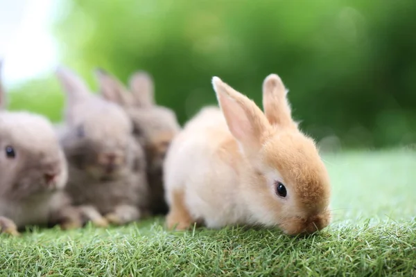 Nettes Kleines Kaninchen Auf Grünem Gras Mit Natürlichem Bokeh Als — Stockfoto