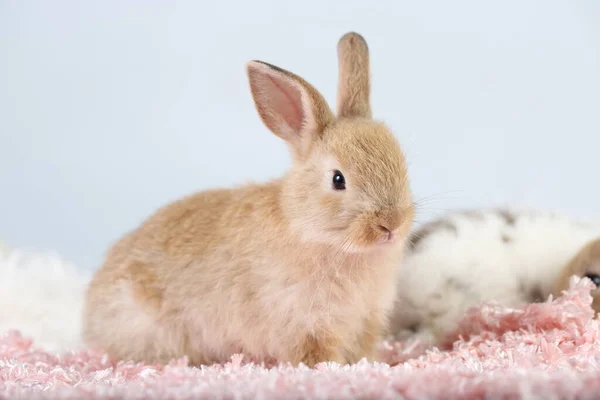 Mignon Petit Lapin Sur Herbe Verte Avec Bokeh Naturel Comme — Photo