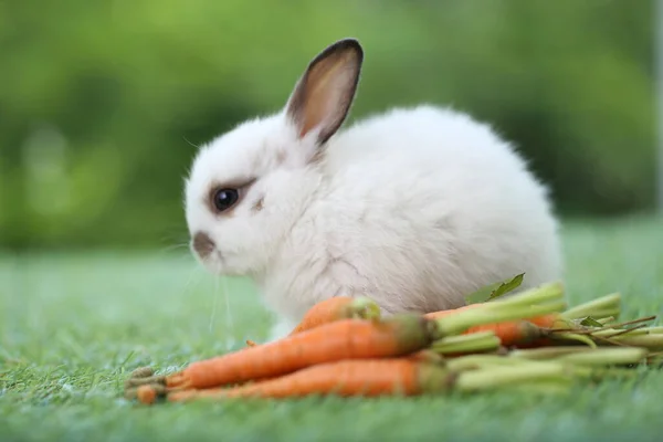 Söt Liten Kanin Grönt Gräs Med Naturlig Bokeh Som Bakgrund — Stockfoto