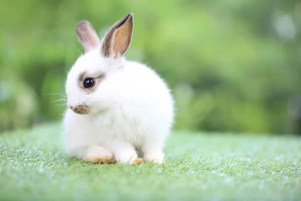 Cute Little Rabbit Green Grass Natural Bokeh Background Spring Young — Stock Photo, Image