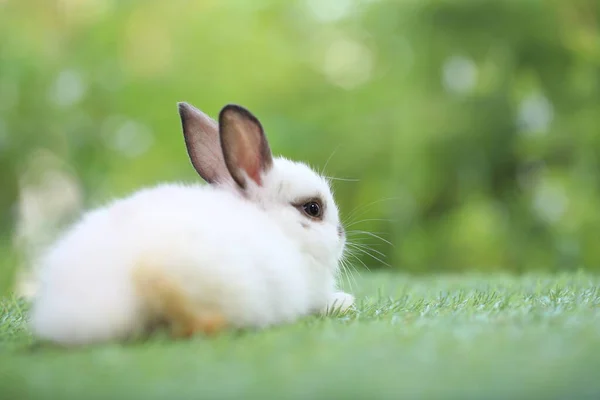 Aranyos Kis Nyúl Zöld Füvön Természetes Bokeh Háttérrel Tavasszal Fiatal — Stock Fotó