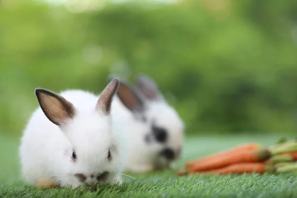 Schattig Konijntje Groen Gras Met Natuurlijke Bokeh Als Achtergrond Het — Stockfoto