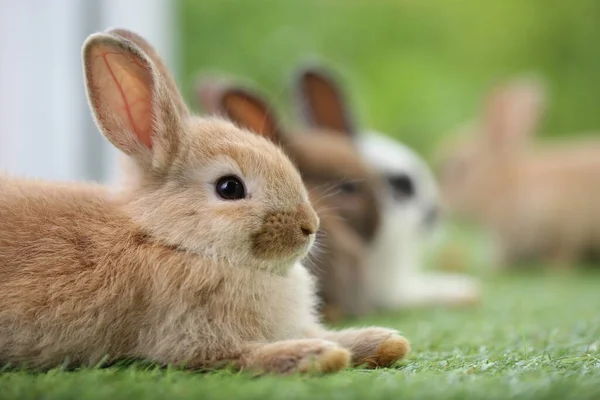 Cute Little Rabbit Green Grass Natural Bokeh Background Spring Young — 스톡 사진