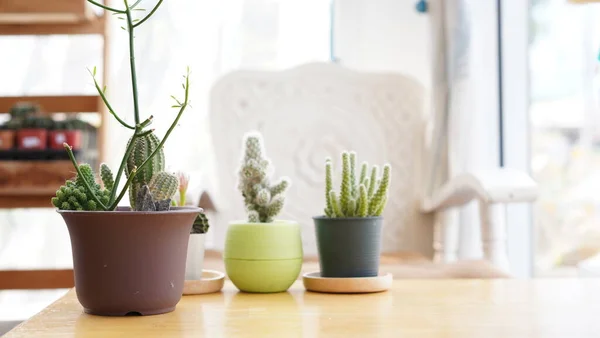Many Small Potted Cactus Box Planted Indoor Window Cactus Pot — Stock Photo, Image