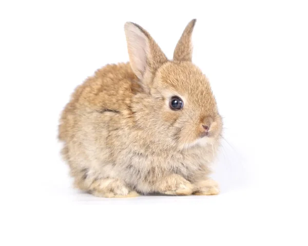 Little Adorable Rabbit White Background Young Cute Bunny Many Action Royalty Free Stock Photos