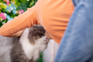 Gri İran kedisi ve sahibi pencerenin yanındaki evdeler. Genç dişi, dışarıdaki yeşil bahçeli kedisine bakar. Evcil hayvanıyla evde kalıyor..