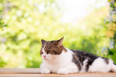 İskoç kedisi, pencerenin yanındaki evde gardent 'a sevimli kedi katlıyor. Genç erkek kedi, dışarısı yeşil doğa bahçesiyle dolu. Rahat ve rahat bir şekilde evde kalıyor..