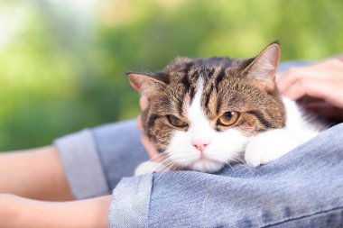 Scottish fold cute cat and its owner in house near window. Young female takes care of her cat at home with green nature garden where is outside. She stays at house with cozy and relax feelling.