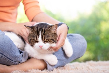 İskoç kedisi ve sahibi pencerenin yanındaki evdeler. Genç dişi, dışarıdaki yeşil bahçeli kedisine bakar. Rahat ve rahat bir şekilde evde kalıyor..