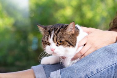 İskoç kedisi ve sahibi pencerenin yanındaki evdeler. Genç dişi, dışarıdaki yeşil bahçeli kedisine bakar. Rahat ve rahat bir şekilde evde kalıyor..