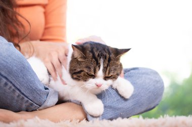 Scottish fold cute cat and its owner in house near window. Young female takes care of her cat at home with green nature garden where is outside. She stays at house with cozy and relax feelling.