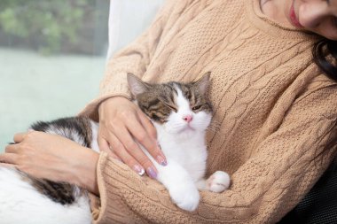 Scottish fold cute cat and its owner in house near window. Young female takes care of her cat at home with green nature garden where is outside. She stays at house with cozy and relax feelling.