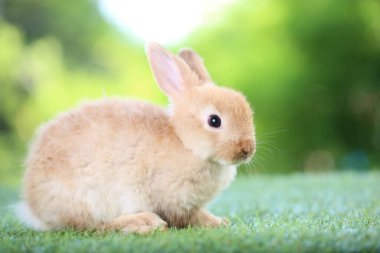 Baharda arka planda doğal bokeh olan yeşil çimenlerin üzerinde şirin küçük bir tavşan. Bahçede oynayan genç sevimli tavşan. Parkta sevgi dolu bir hayvan