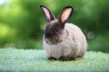 Baharda arka planda doğal bokeh olan yeşil çimenlerin üzerinde şirin küçük bir tavşan. Bahçede oynayan genç sevimli tavşan. Parkta sevgi dolu bir hayvan