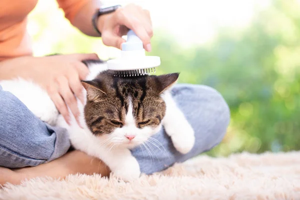 İskoç kedisi ve sahibi pencerenin yanındaki evdeler. Genç dişi, dışarıdaki yeşil bahçeli kedisine bakar. Rahat ve rahat bir şekilde evde kalıyor..