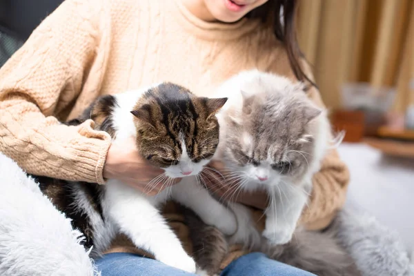 페르시아 고양이 스코틀랜드 고양이는 귀엽게 고양이와 주인을 집에서 키우고 암컷은 — 스톡 사진