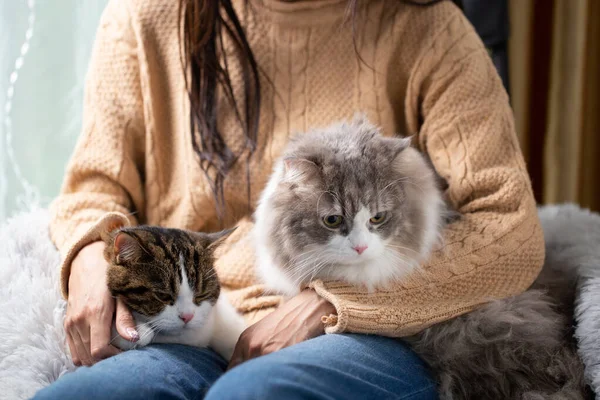 Persia cat and Scottish fold cute cat and its owner in house near window. Young female takes care of her two cats at home with green nature garden where is outside. She stays at house with cozy and relax feelling.