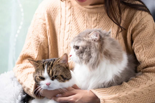 페르시아 고양이 스코틀랜드 고양이는 귀엽게 고양이와 주인을 집에서 키우고 암컷은 — 스톡 사진