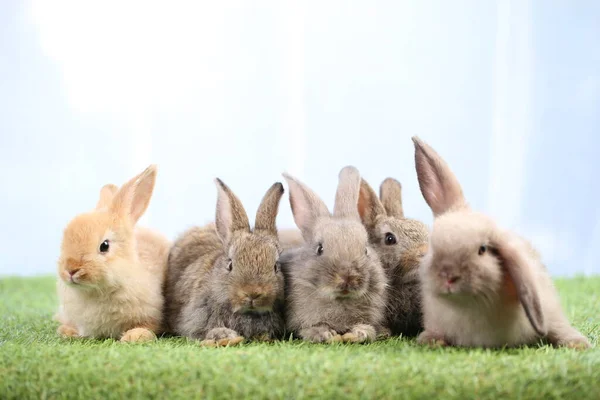 Cute Little Rabbit Green Grass Natural Bokeh Background Spring Young — Stock Photo, Image