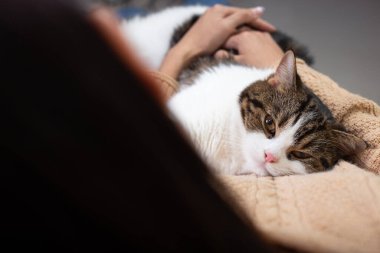 İskoç kedisi ve sahibi pencerenin yanındaki evdeler. Genç dişi, dışarıdaki yeşil bahçeli kedisine bakar. Rahat ve rahat bir şekilde evde kalıyor..