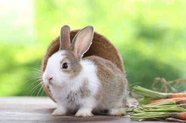 Baharda arka planda doğal bokeh olan yeşil çimenlerin üzerinde şirin küçük bir tavşan. Bahçede oynayan genç sevimli tavşan. Parkta sevgi dolu bir hayvan