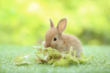 Baharda arka planda doğal bokeh olan yeşil çimenlerin üzerinde şirin küçük bir tavşan. Bahçede oynayan genç sevimli tavşan. Parkta sevgi dolu bir hayvan