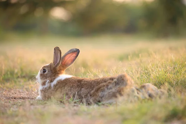 Rabbit in green field and farm way. Lovely and lively bunny in nature with happiness. Hare in the forest. Young cute bunny playing in the garden with grass and small flower in dreamy golden light.