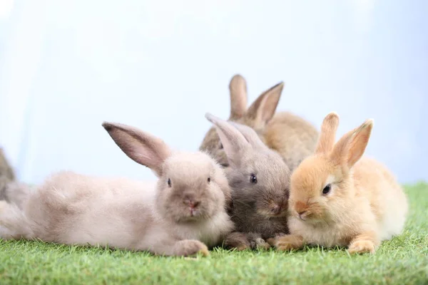 Nettes Kleines Kaninchen Auf Grünem Gras Mit Natürlichem Bokeh Als — Stockfoto