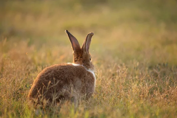 Rabbit Green Field Farm Way Lovely Lively Bunny Nature Happiness — Fotografia de Stock