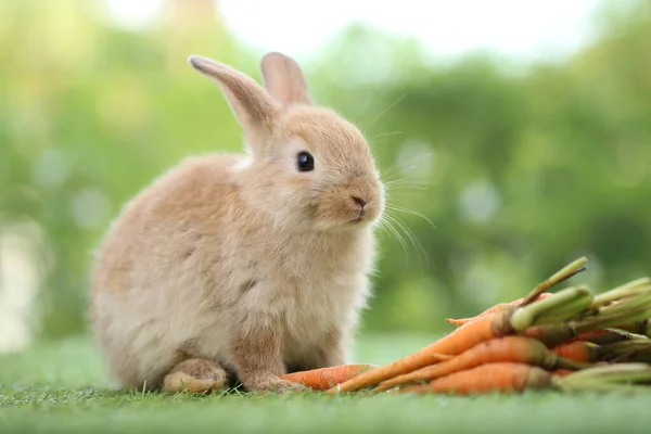 Cute Little Rabbit Green Grass Natural Bokeh Background Spring Young — стоковое фото