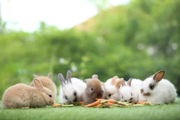 春天里 在绿草上 以天然山楂为背景 可爱的小兔子 年轻可爱的兔子在花园里玩耍 公园里可爱的宠物 以胡萝卜为食物 — 图库照片