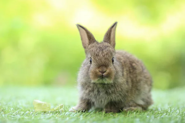 Carino Coniglietto Erba Verde Con Bokeh Naturale Come Sfondo Durante — Foto Stock