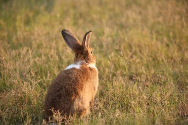 Yeşil tarlada ve çiftlikte bir tavşan. Doğada mutluluk içinde sevimli ve hayat dolu bir tavşan. Ormandaki tavşan. Bahçede çimenlerle ve küçük çiçeklerle oynayan tatlı tavşancık..