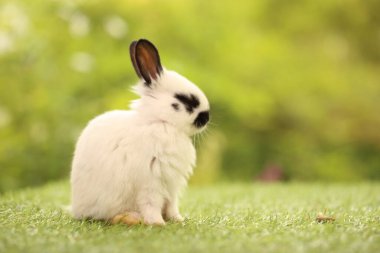 Baharda arka planda doğal bokeh olan yeşil çimenlerin üzerinde şirin küçük bir tavşan. Bahçede oynayan genç sevimli tavşan. Parkta sevgi dolu bir hayvan