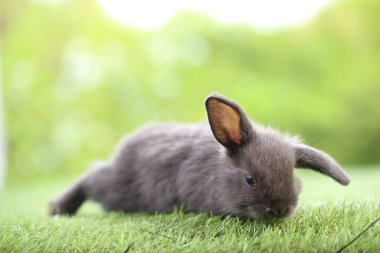 Baharda arka planda doğal bokeh olan yeşil çimenlerin üzerinde şirin küçük bir tavşan. Bahçede oynayan genç sevimli tavşan. Parkta sevgi dolu bir hayvan