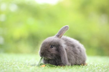 Baharda arka planda doğal bokeh olan yeşil çimenlerin üzerinde şirin küçük bir tavşan. Bahçede oynayan genç sevimli tavşan. Parkta sevgi dolu bir hayvan