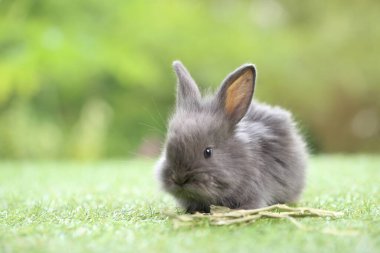Baharda arka planda doğal bokeh olan yeşil çimenlerin üzerinde şirin küçük bir tavşan. Bahçede oynayan genç sevimli tavşan. Parkta sevgi dolu bir hayvan