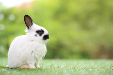 Baharda arka planda doğal bokeh olan yeşil çimenlerin üzerinde şirin küçük bir tavşan. Bahçede oynayan genç sevimli tavşan. Parkta sevgi dolu bir hayvan