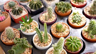 Kutuda birçok küçük saksıda kaktüs, pencerenin yanına yerleştirildi. Kaktüs tencereye yerleştirildi. Ev bitkisinin büyümesi için güneşe ihtiyacı var.