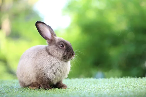 Cute Little Rabbit Green Grass Natural Bokeh Background Spring Young — Stock Photo, Image