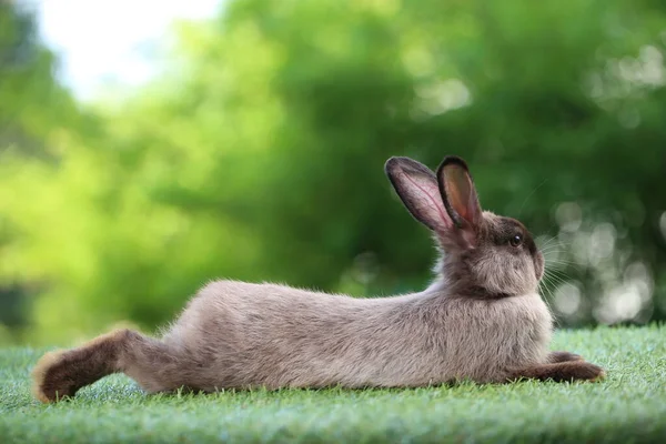 Sød Lille Kanin Grønt Græs Med Naturlig Bokeh Som Baggrund - Stock-foto