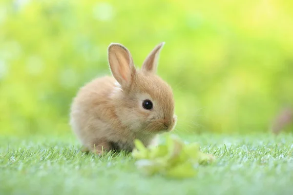 Mignon Petit Lapin Sur Herbe Verte Avec Bokeh Naturel Comme — Photo